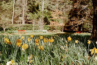 Daffodils in "The Meadow"